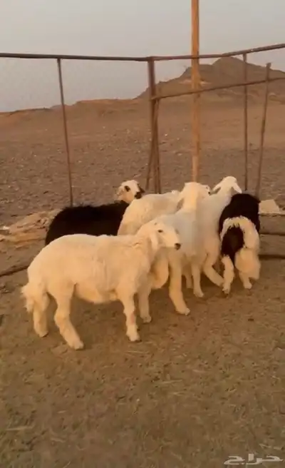 البيع 0