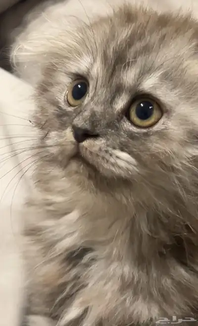 سكوتش شيرازي 3
