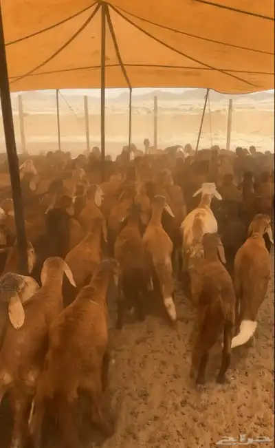 سواكني حمري جمله جذعان 2