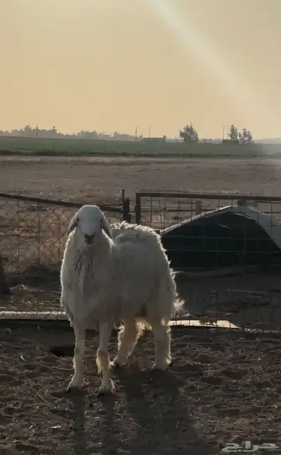 الارشاويه 1