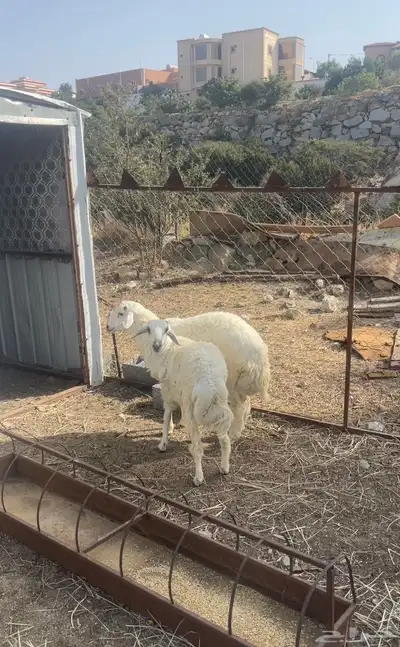 طليان (تم البيع ) 3