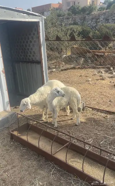 طليان (تم البيع ) 2