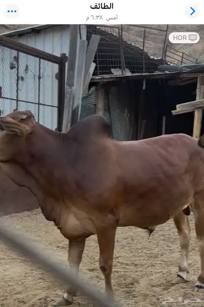 ربع حسيل آخر حلاوة 0