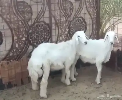 طليان ذبايح 0