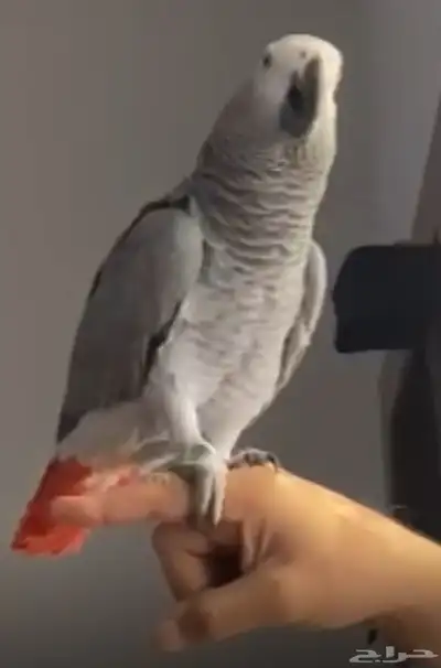 كاسكو أفريقي متكلم اليف سوبر جامبو ريش كامل 1