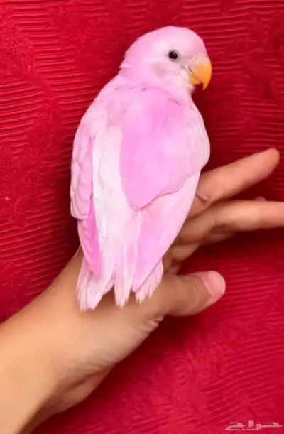 طيور روز أليفة وهدد نشبه 3
