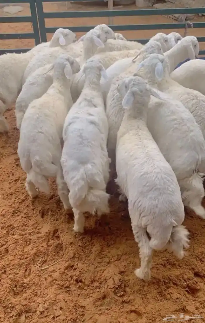 ذبايح نعيمي حري يوجد خدمة الذبح وتوصيل 3