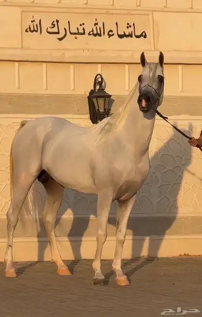 حصان واهو شيخ باقي التفاصيل بالصورة يوجد مقاطع بالواتس 0