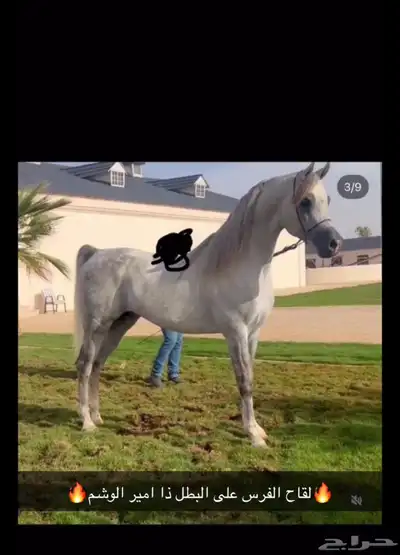 للبيع فرس مصريه بيور لقاح ثلاث شهور ونص 2