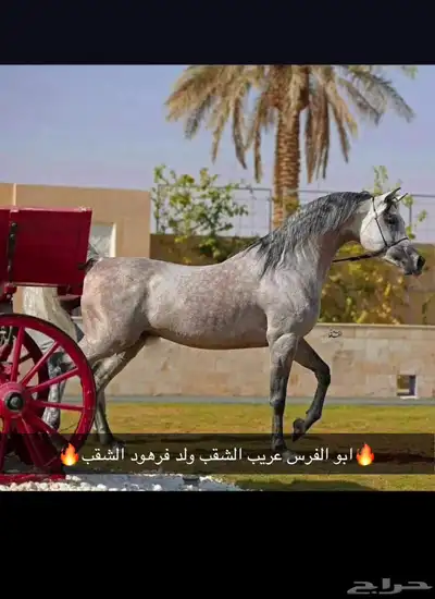 للبيع فرس مصريه بيور لقاح ثلاث شهور ونص 0