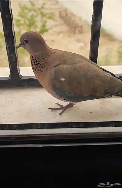محمية طيور 3