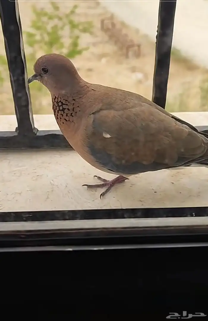 محمية طيور 3