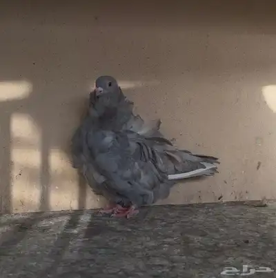 كشكي انثى رديوس 2022 منتجه 3