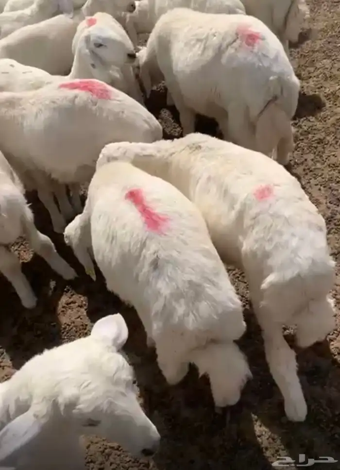 خرفان حريه للبيع 2