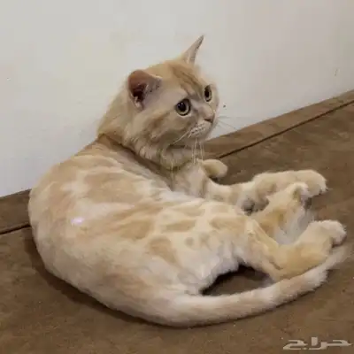 قطة للتبني 0