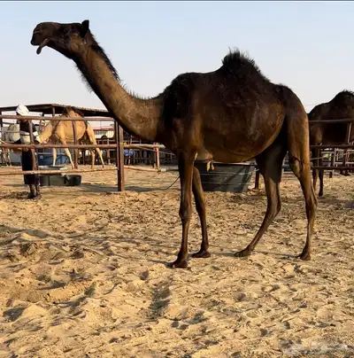 بكره مجهم كفو 0