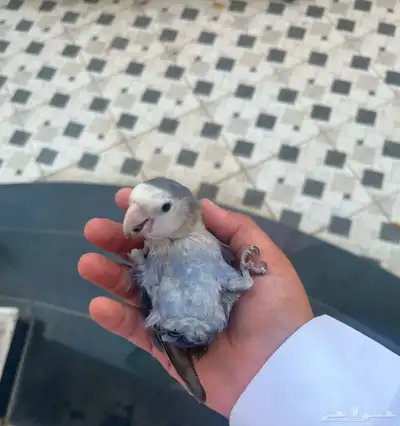 روز هدد داخل خارجي 1