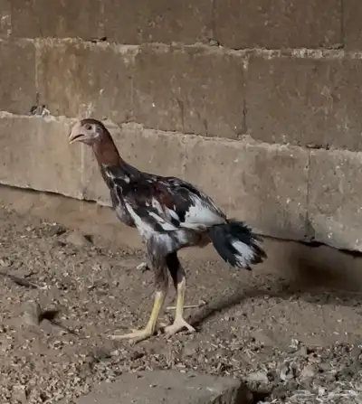 فرخ باكستاني 1