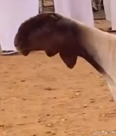 مطلوب غنم مثل اللي بالصوره 1
