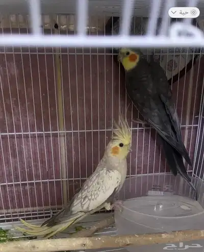 كروان منتج للبيع 2