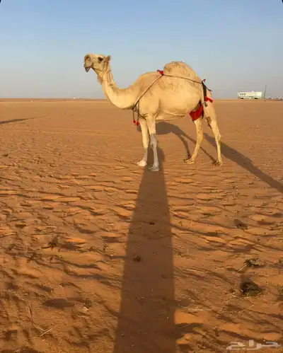 حوار 3