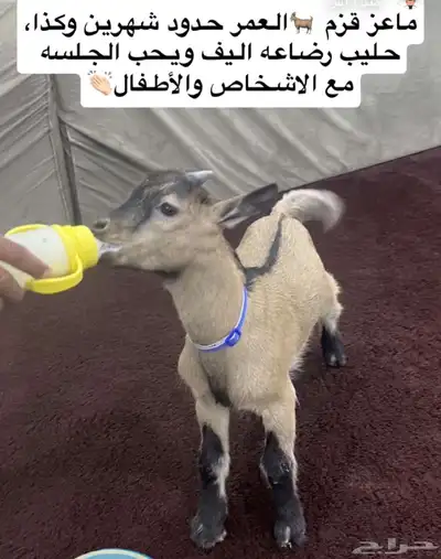 ماعز قزم   للبيع 3