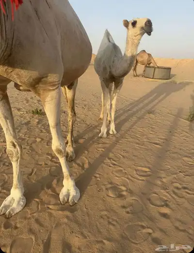 حوار 1