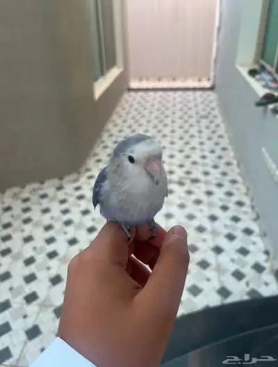 روز هدد داخل خارجي 0