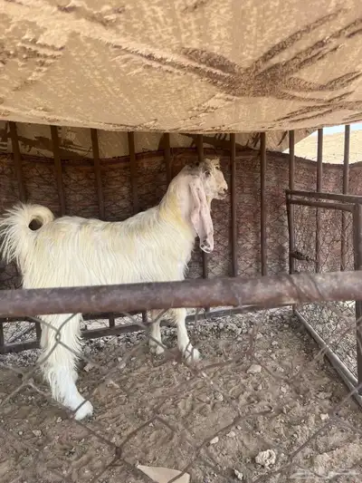 للبيع عنز وجفار نوادر 1