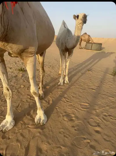 حوار 2
