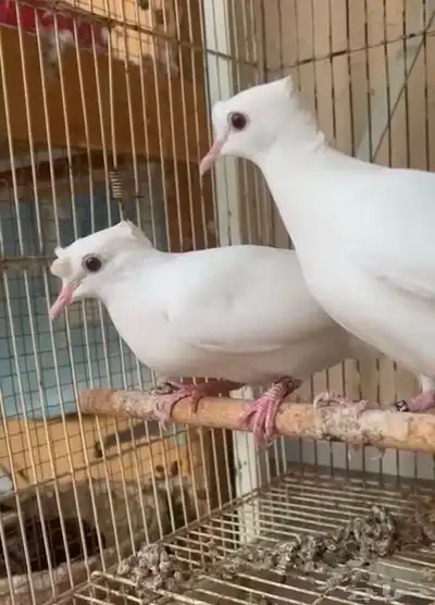 ياكريم دبل كرست 0