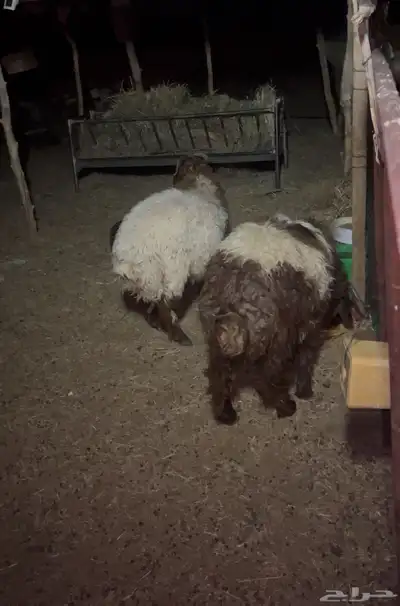 خروفين جذعان وتيسين للبيع 4