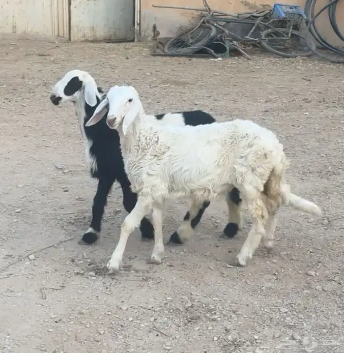 بهم حريات ونجد للبيع 3