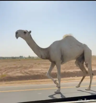 قعود اوضح كفو 0