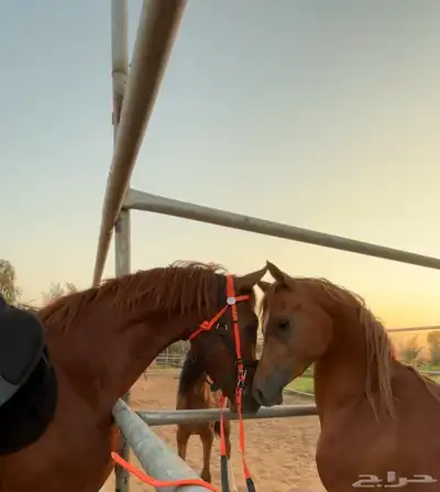 حصان شعبي طيب بل حيل الموقع الجله 5