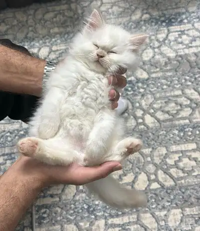 قط ذكر شيرازي للبيع 1