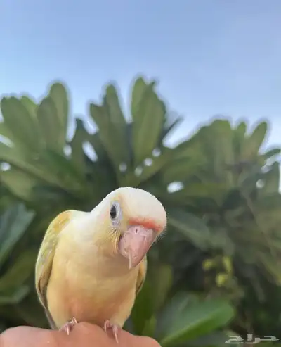 ببغاء كنيور مون 1