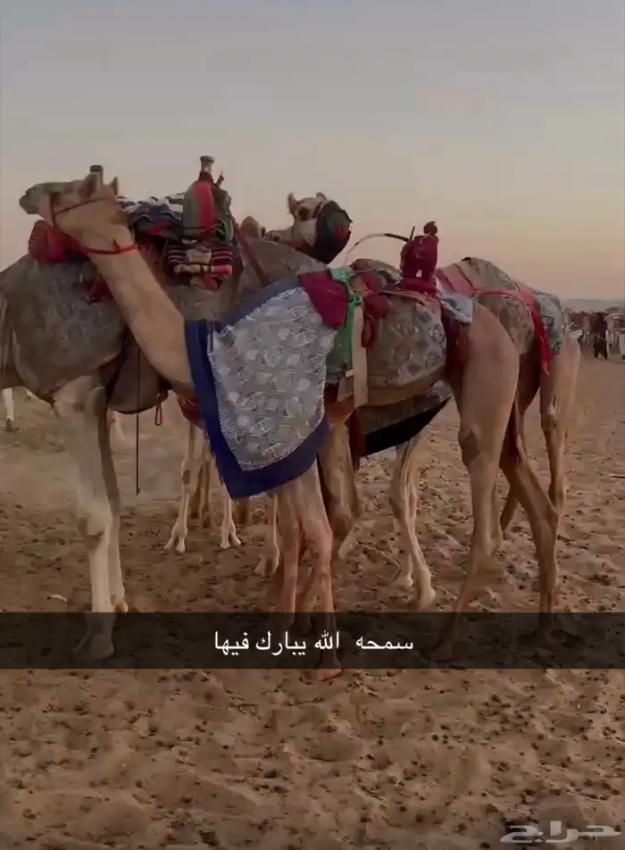 بكره بنت سمحان 0