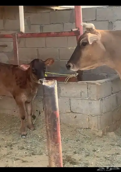 بقرة هولندية للبيع 1