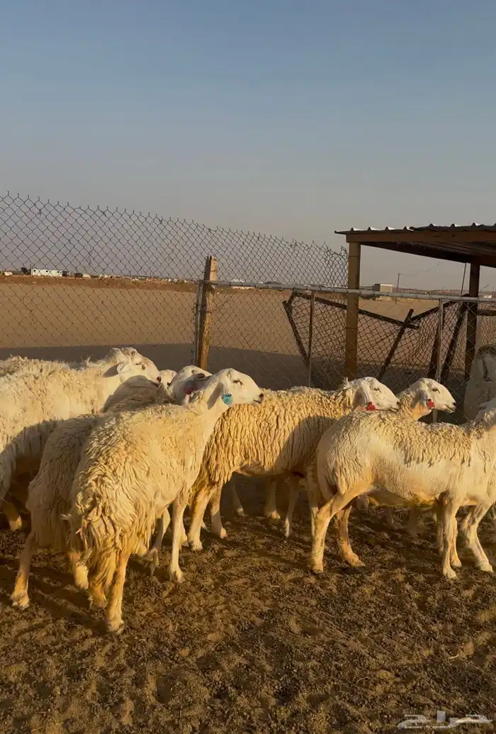 غنم حريات صنف 4