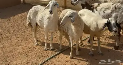هرفي حري وطلي نعيمي 5