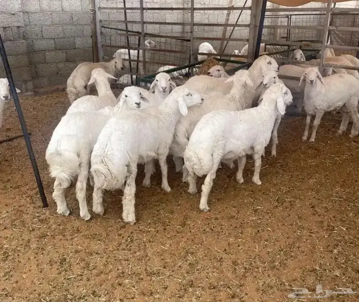 ذبائح ثلاجات خدمة الذبح والتوصيل 1