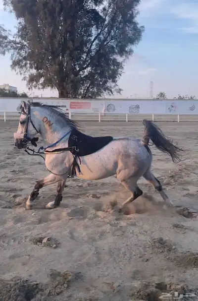 حصان جزيري 1