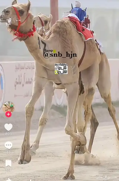 نقبل ودايع وتدريب عسايف فقط 0