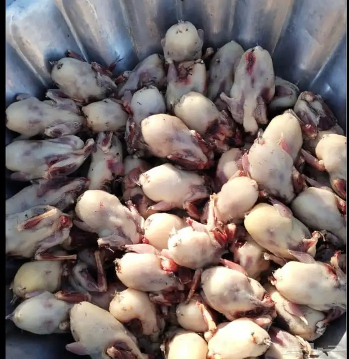 البراغي للبيع 0