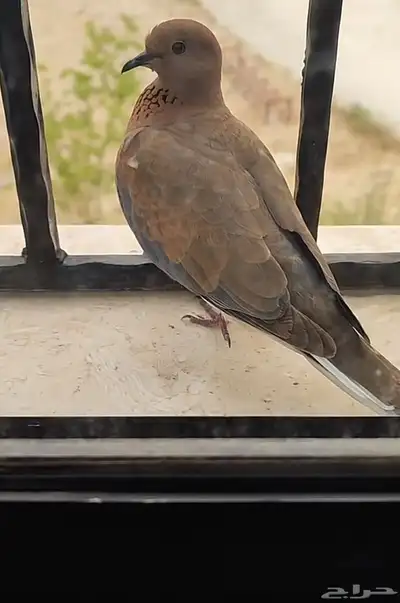 محمية طيور 4
