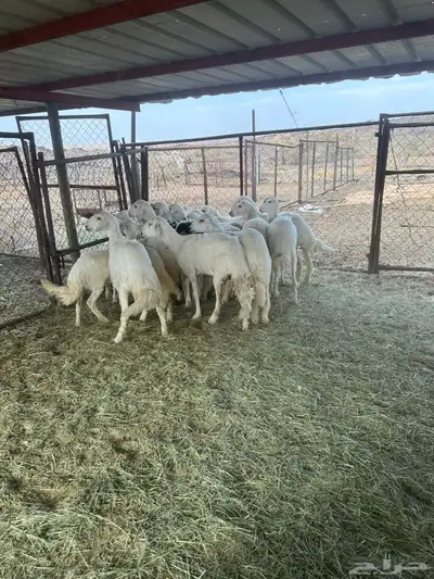 رخال منوه القاني 2