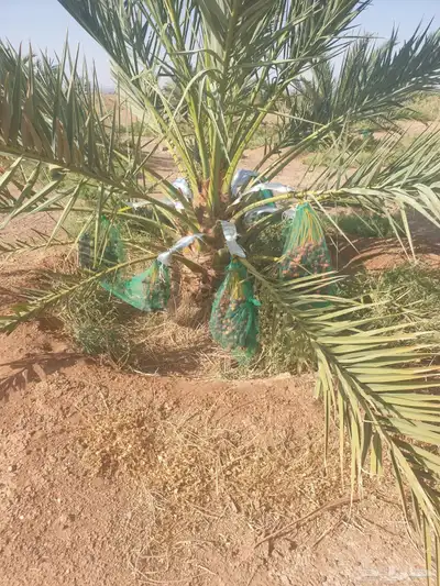 صيف مزرعة تمور ( عجوة   صفاوي) 1