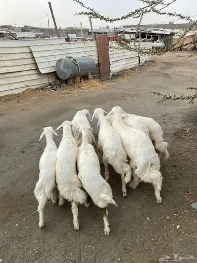 8 رخال فل شحم تأسيس مراح 4
