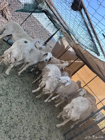 للبيع ضان حرش حريات مراح واحد صنف ضان مضاريع 0